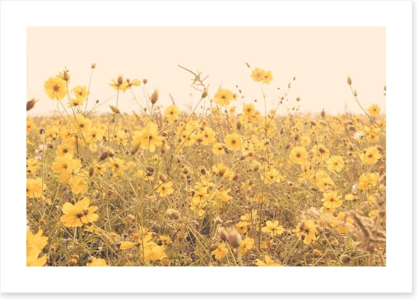 Yellow cosmos meadow