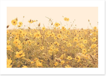 Yellow cosmos meadow