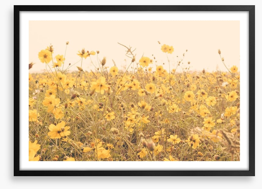 Yellow cosmos meadow