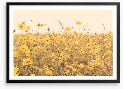 Yellow cosmos meadow