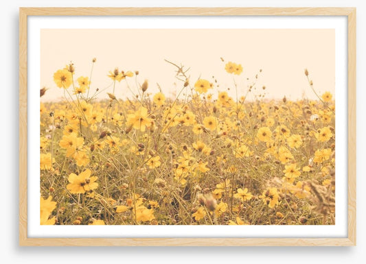 Yellow cosmos meadow