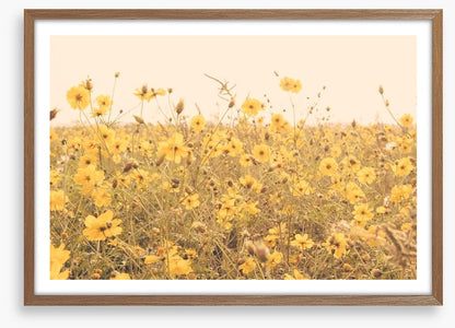 Yellow cosmos meadow