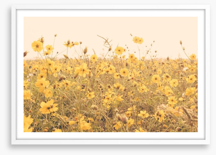 Yellow cosmos meadow