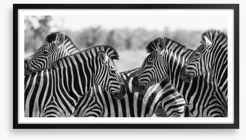Zebra herd panoramic
