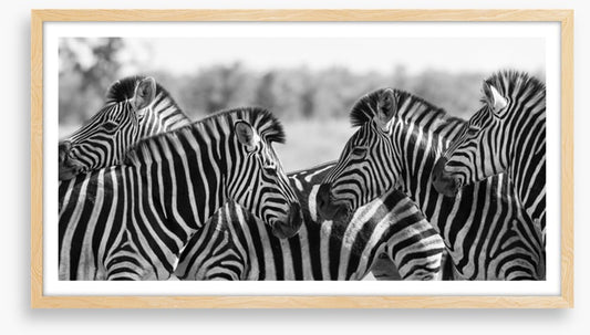 Zebra herd panoramic