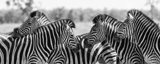 Zebra herd panoramic
