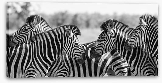 Zebra herd panoramic