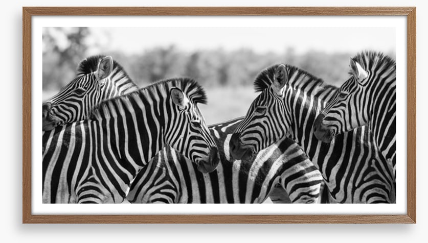 Zebra herd panoramic