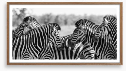 Zebra herd panoramic