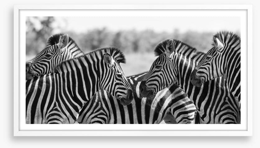 Zebra herd panoramic