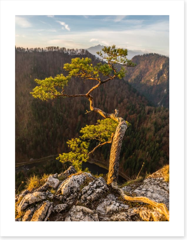 Trees