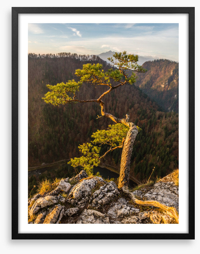 Trees