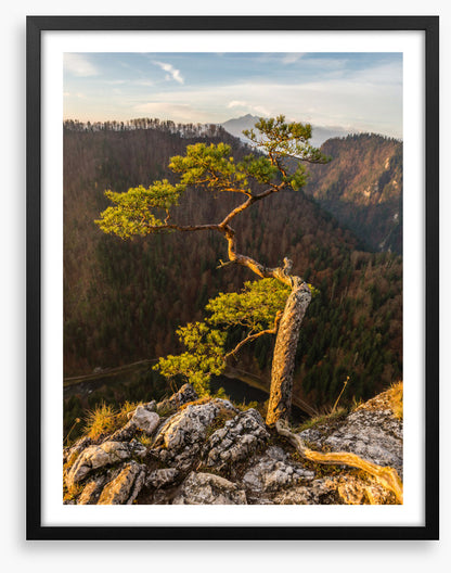 Trees