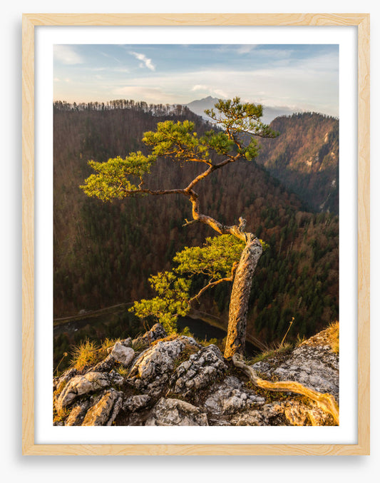 Trees