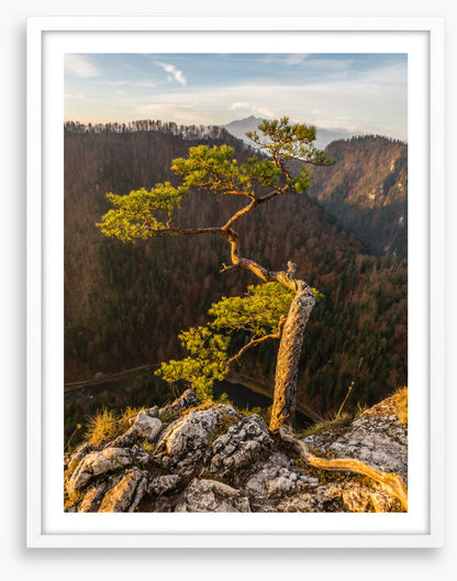 Trees