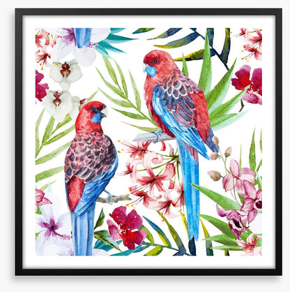 Two crimson rosellas