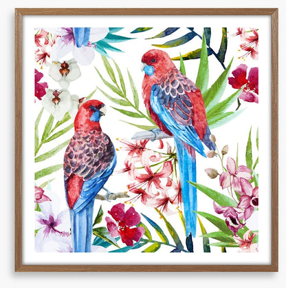 Two crimson rosellas