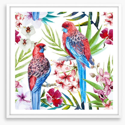 Two crimson rosellas