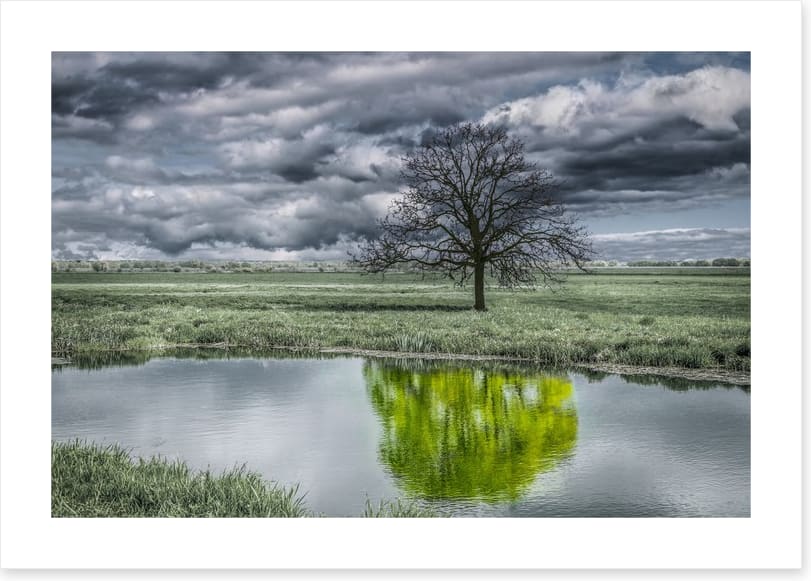 The unusual duck pond