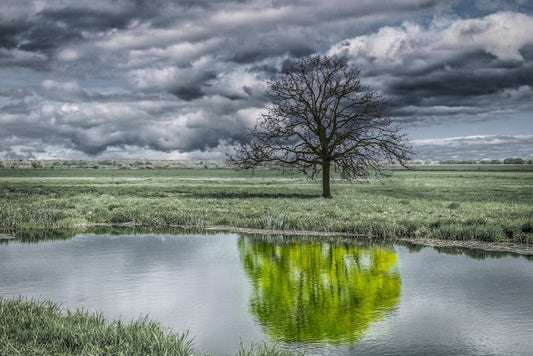 The unusual duck pond