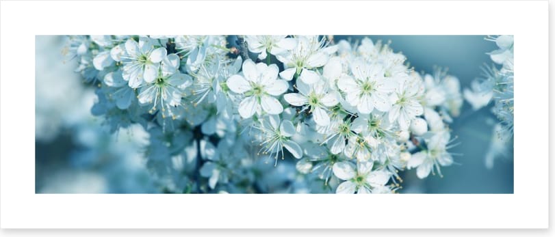 Fresh blossom panorama