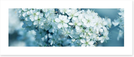Fresh blossom panorama