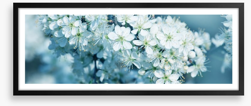 Fresh blossom panorama