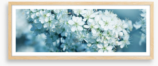 Fresh blossom panorama
