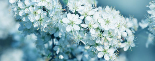 Fresh blossom panorama