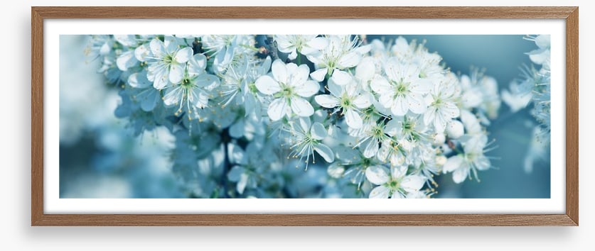 Fresh blossom panorama