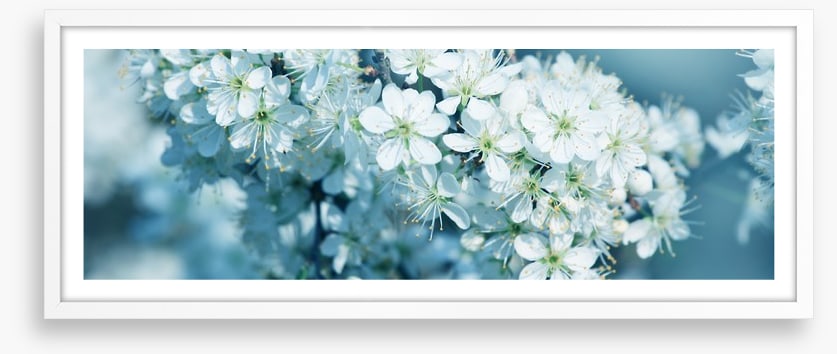 Fresh blossom panorama