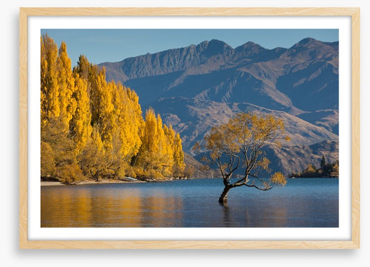 Autumn at Lake Wanaka