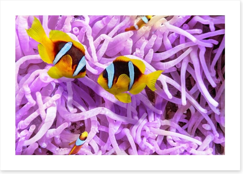 A clownfish romance