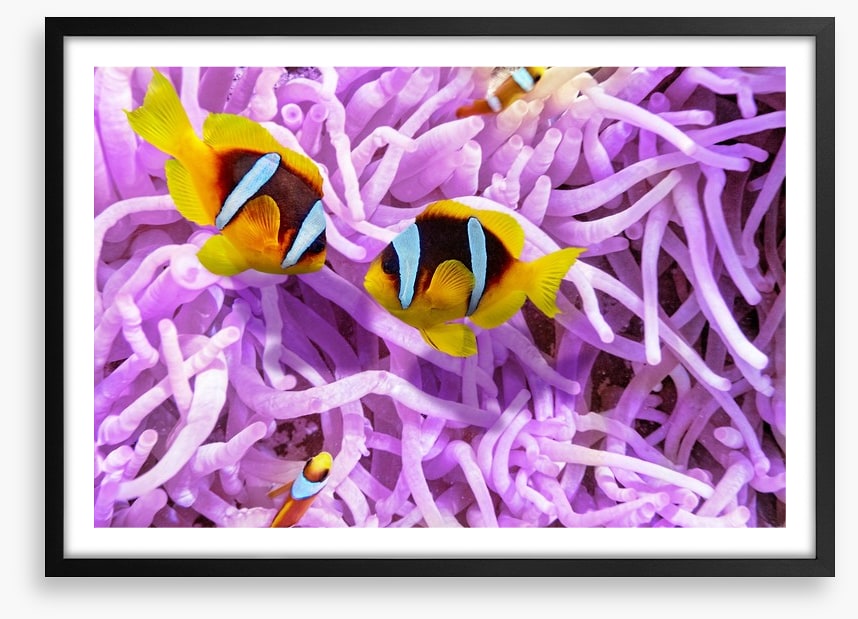 A clownfish romance