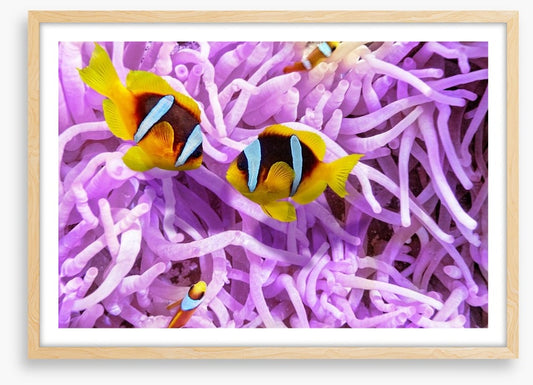A clownfish romance