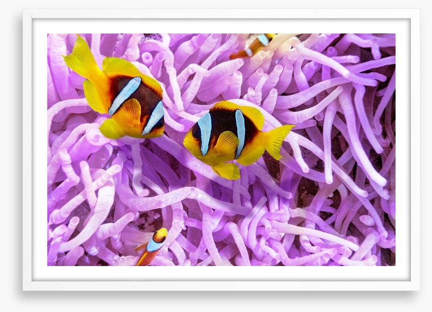 A clownfish romance