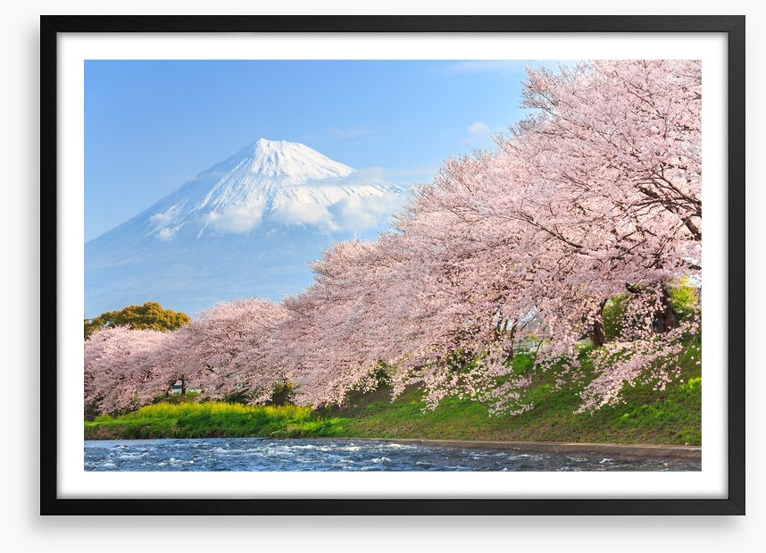 Sakura and Mount Fuji