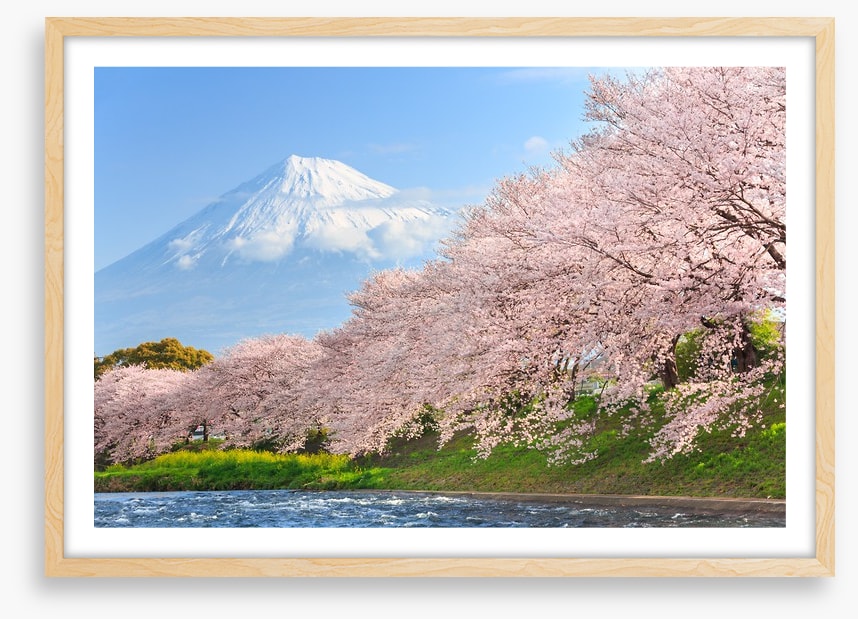 Sakura and Mount Fuji