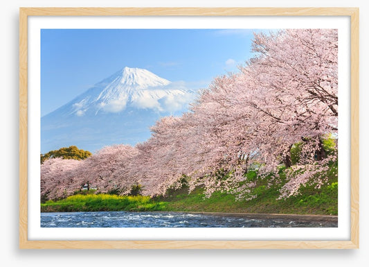 Sakura and Mount Fuji