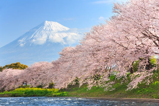 Sakura and Mount Fuji