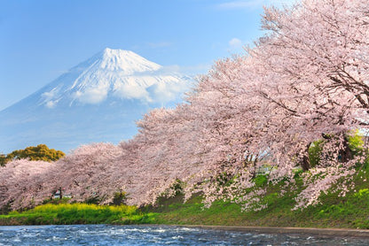 Sakura and Mount Fuji
