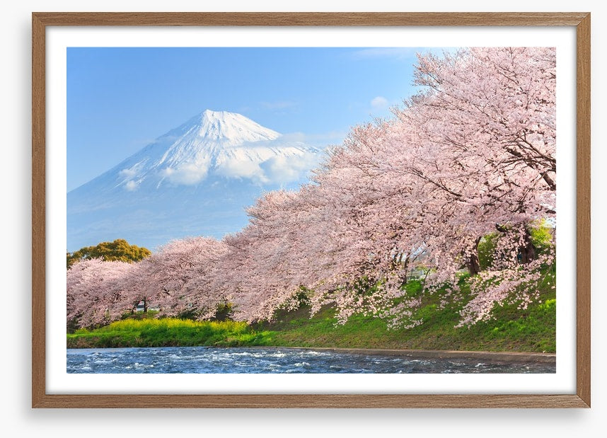 Sakura and Mount Fuji