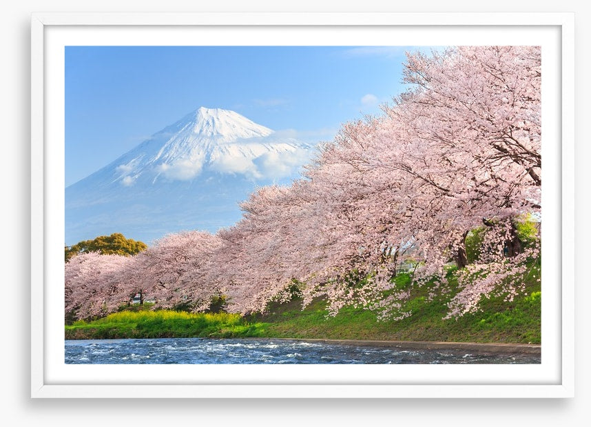 Sakura and Mount Fuji