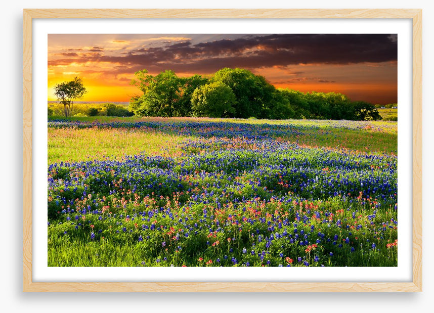 Wildflower sundown