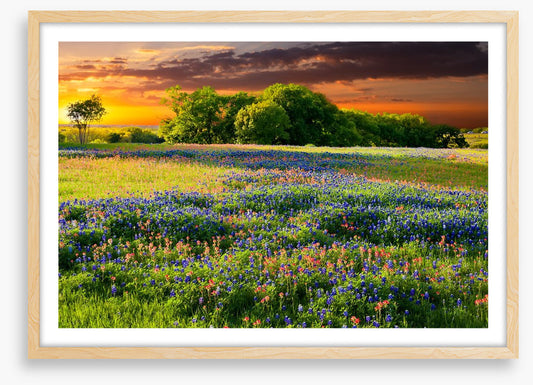 Wildflower sundown