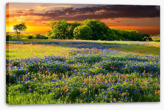 Wildflower sundown