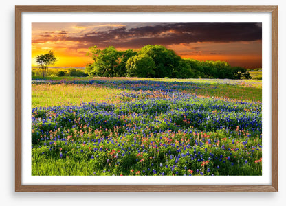 Wildflower sundown