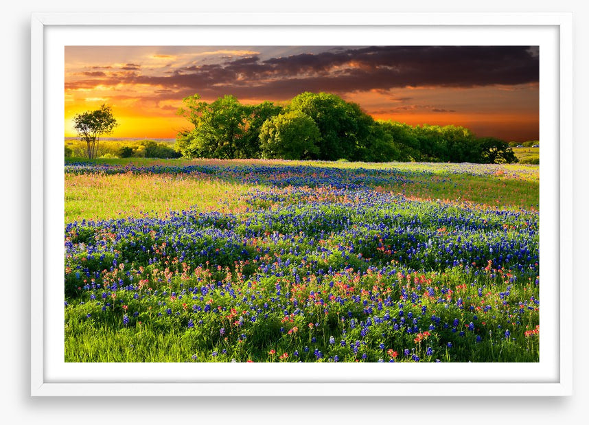 Wildflower sundown