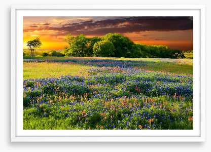Wildflower sundown