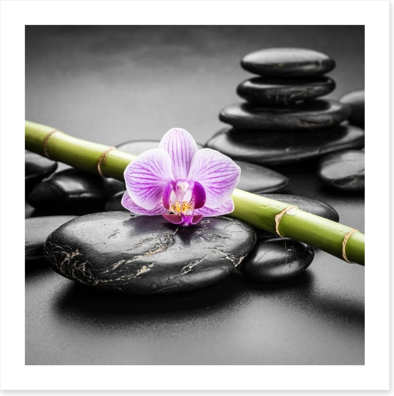 Orchid balance